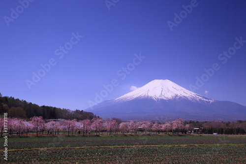 春の花畑と富士山