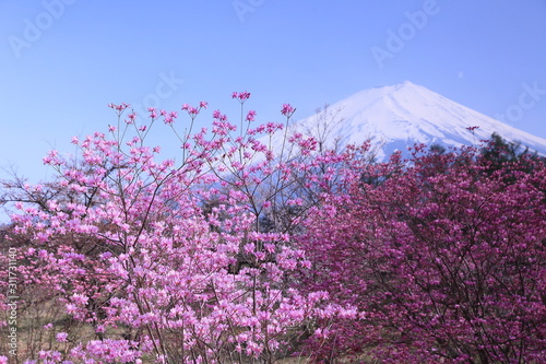 満開の山桜と富士山
