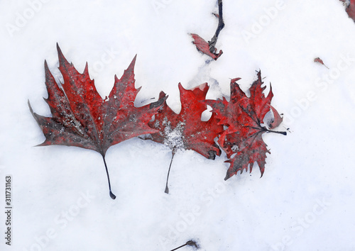 fallen red frozen leaves in the snow at Pavliani village Phthiotis Greece  photo