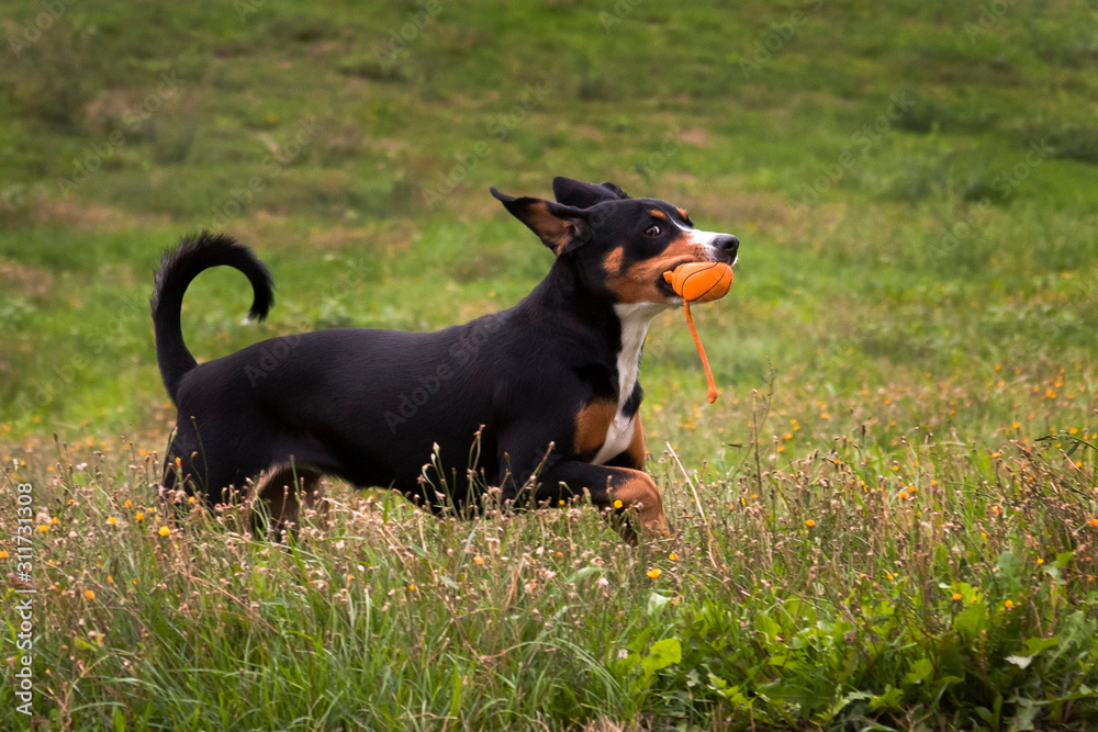 Dog entlebucher mountain dog plays with a ball