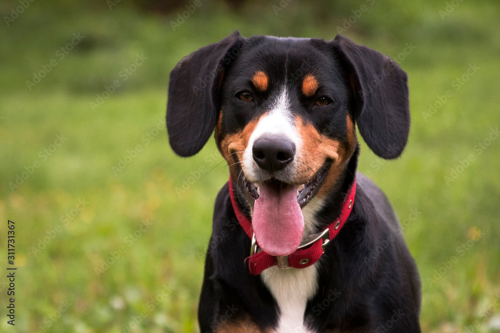 Dog entlebucher mountain dog smiling portrait Dog entlebucher mountain dog smiling portrait