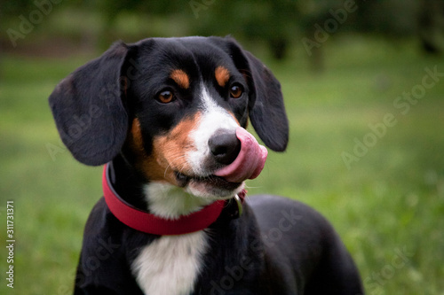 Dog entlebucher mountain dog, licking portrait