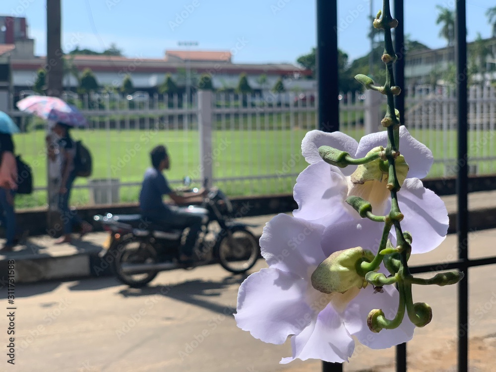 Obraz premium flower pergola - sri lanka