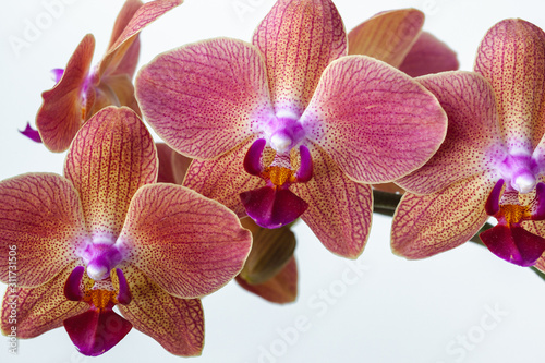 Pink phalaenopsis orchid on a white background. Exotic Orchid Flowers Macro