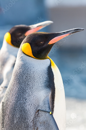 キングペンギン
