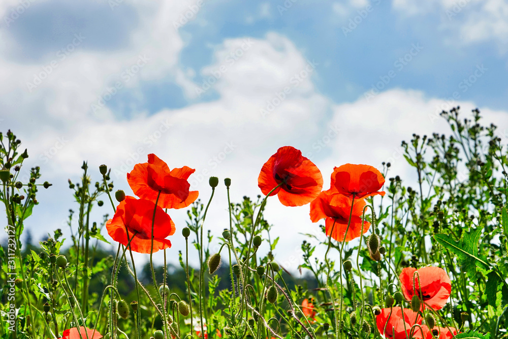 Mohnblumen in der Wiese Mohnblumen in der Wiese