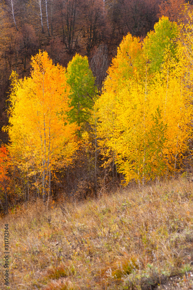 Fototapeta premium Indian summer.