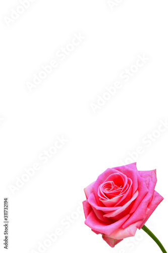 rose isolated on white background