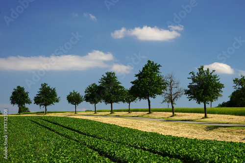 Bodanrück Landschaft Baumallee am Bodensee photo