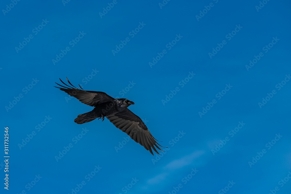Obraz premium Black crow flying in blue sky, portrait