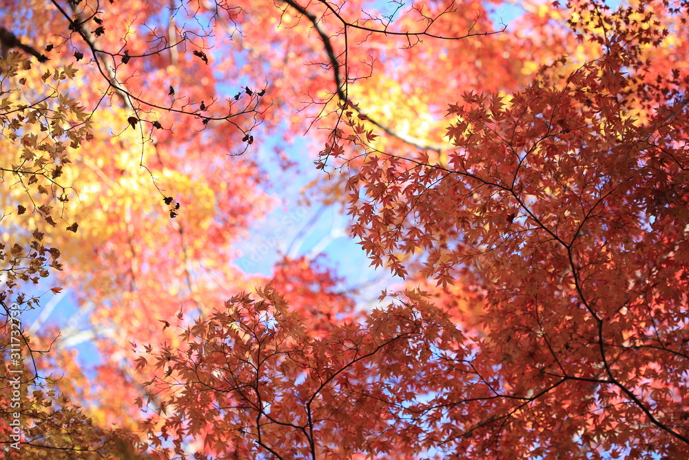 Autumnal landscape of Suizawa maple valley in the Mie Prefecture of Japan Autumnal landscape of Suizawa maple valley in the Mie Prefecture of Japan