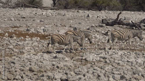 herd of zebras in the rock desert, South Africa
