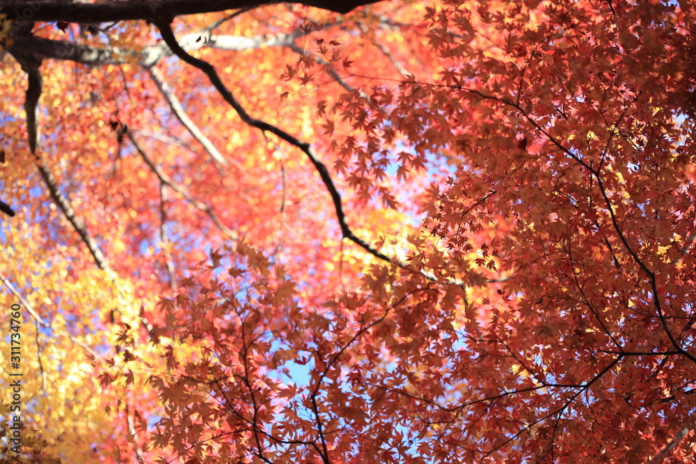 Autumnal landscape of Suizawa maple valley in the Mie Prefecture of Japan Autumnal landscape of Suizawa maple valley in the Mie Prefecture of Japan