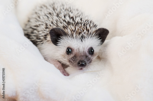 Domestic African pygmy hedgehog sitting in white terry cloth. Cute pet.