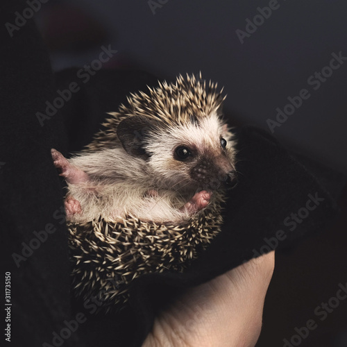 Domestic cute African pygmy hedgehog in human hands.
