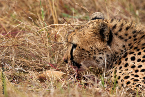 Portrait of a Cheetah while eating a Thomsans gazelle  Masai Mara  Kenya