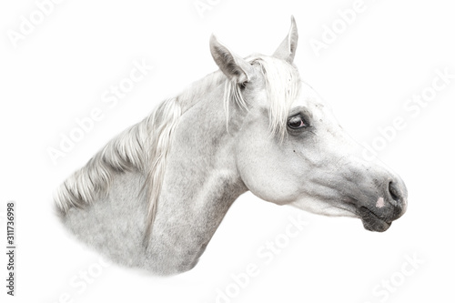 Arabian white horse portrait isolated