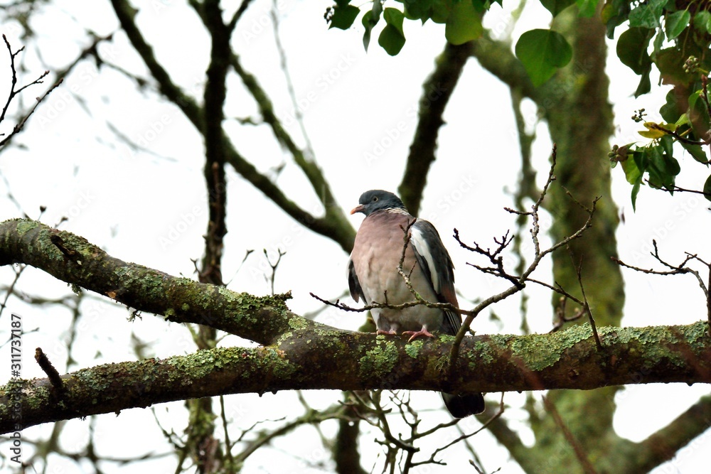 Turtledove on a branch on a tree Turtledove on a branch on a tree