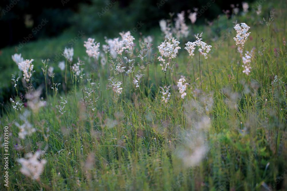 Xerothermic grassland with blooming dropwort (Filipendula vulgaris)