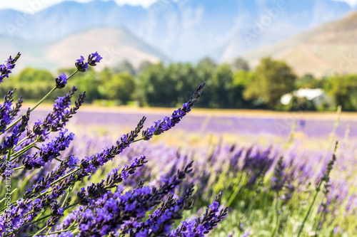 Lavender field near Franschhoek South Africa photo