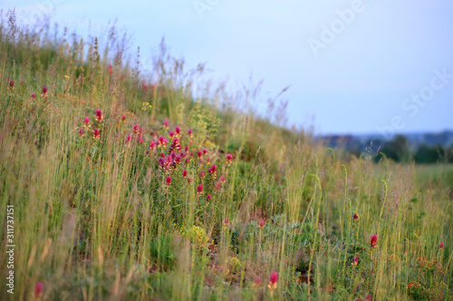 Xerothermic grassland near Busko-Zdroj in Poland