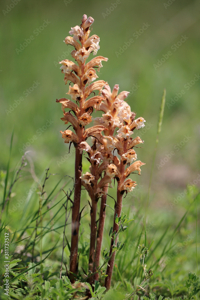 Zaraza czerwonawa (Orobanche lutea) na murawie kserotermicznej koło Buska-Zdroju