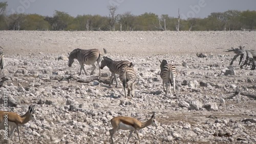 herd of zebras in the rock desert, South Africa, slow motion