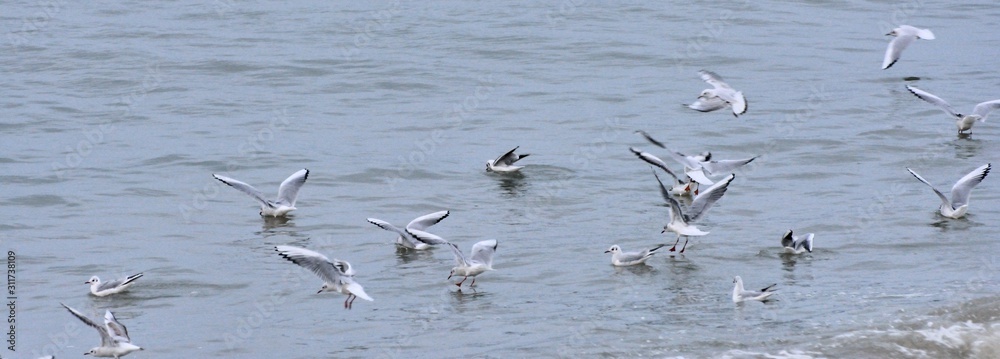 seabirds over a wave on a beach in Brittany. France