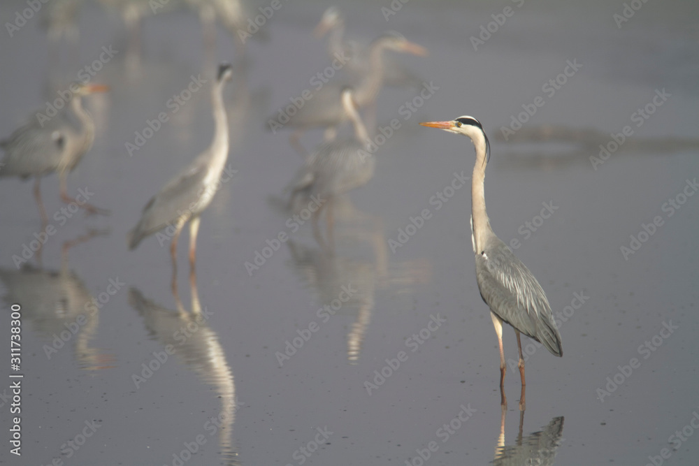 Obraz premium Grey heron in fog on a fishpond