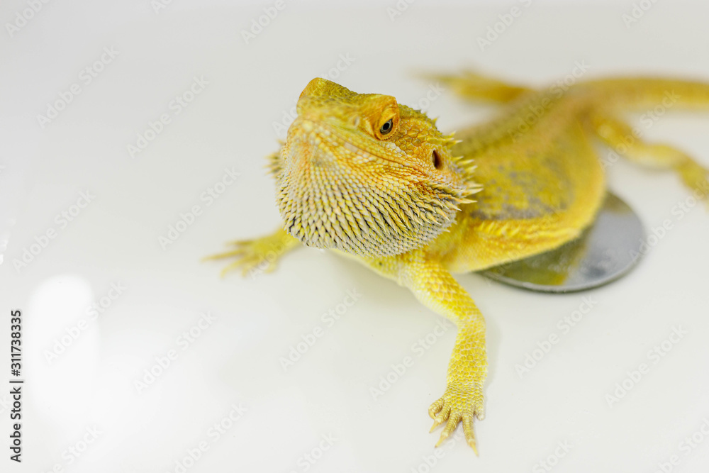 Obraz premium A bearded agama bathes in water. Pogona vitticeps takes a bath. Lizard drinks water.