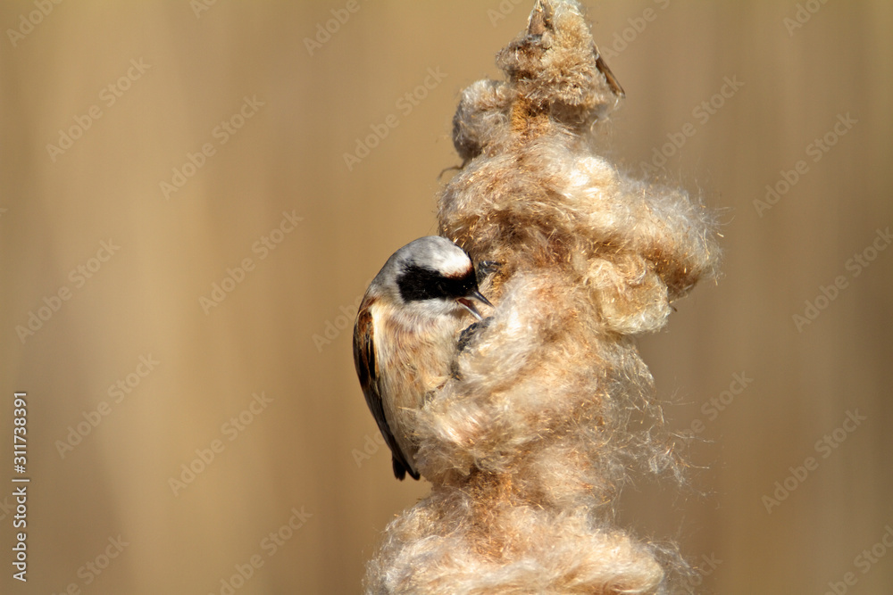 The Eurasian penduline tit on a bullrush, Crna Mlaka The Eurasian penduline tit on a bullrush, Crna Mlaka