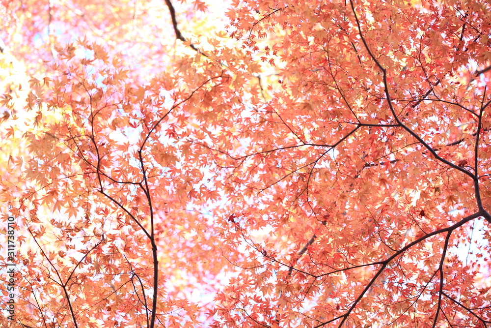 Autumnal landscape of Suizawa maple valley in the Mie Prefecture of Japan Autumnal landscape of Suizawa maple valley in the Mie Prefecture of Japan