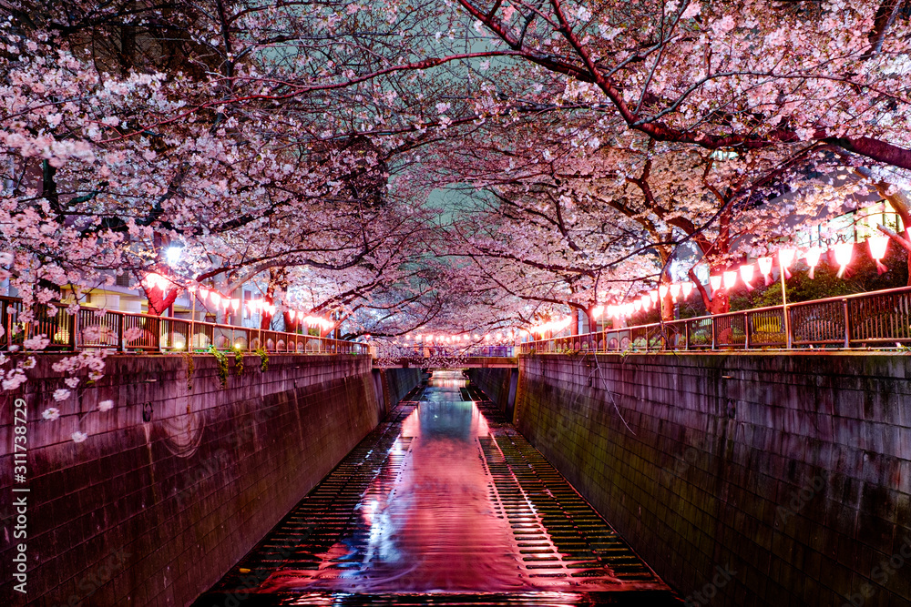 東京 目黒川の桜ライトアップ