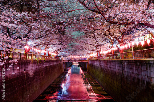 Obraz na płótnie 東京 目黒川の桜ライトアップ w salonie