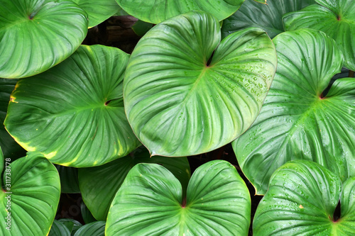 Green Tropical nature of Devil   s ivy  Golden pothos  Hunter   s-robe or    Epipremnum aureum green leaf of tropical plants texture background