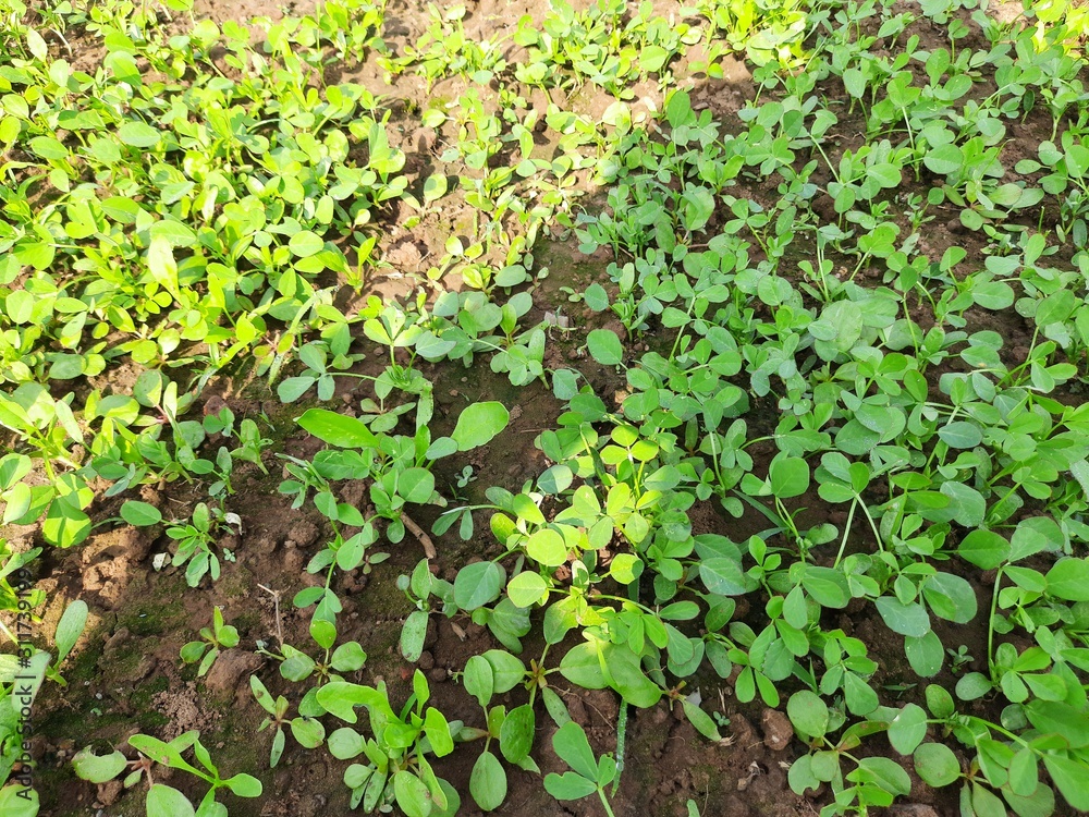 Fenugreek plant in field.green Fenugreek field. green methi.Methi leaves or fenugreek leaves.Fresh Green Fenugreek Leaves .