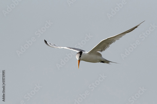 Lesser crested tern in flight  Bahrain