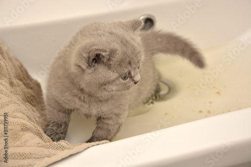 Bathing a kitten in the wash basin. Washing a kitten. A little warm water was collected in the washbasin. In the water lies a kitten. At the bottom of the crumbs from the cat litter. Towel on the side