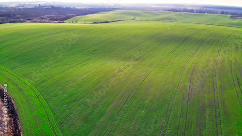 Areal view of the green agricultural field during golden hour. Hill type landscape is covered by green winter time wheat. © Garmon
