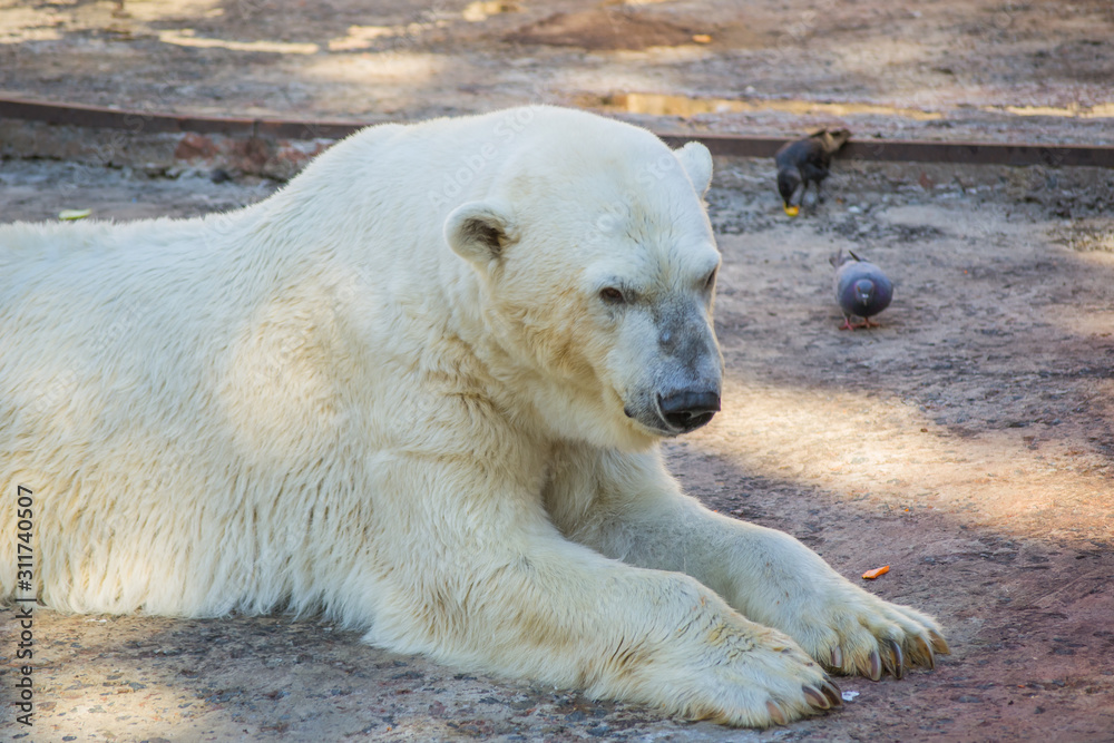 Polar bear lying on the ground. Sunny summer day. Polar bear lying on the ground. Sunny summer day.