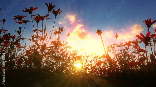 blooming wildflowers at sunset