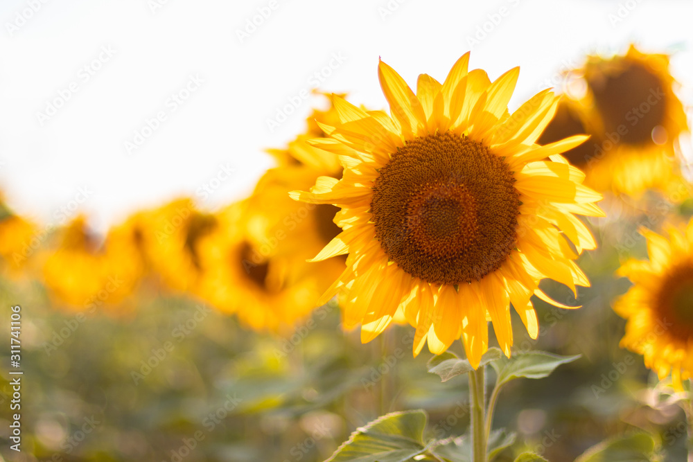 Fototapeta premium field of blooming sunflowers on a background sunset