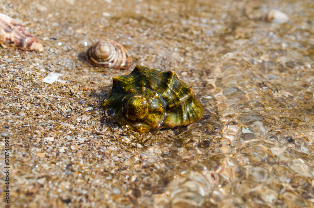 nautilus sea shell on golden sand beach with waves in soft sunset light, shallow dof nautilus sea shell on golden sand beach with waves in soft sunset light, shallow dof