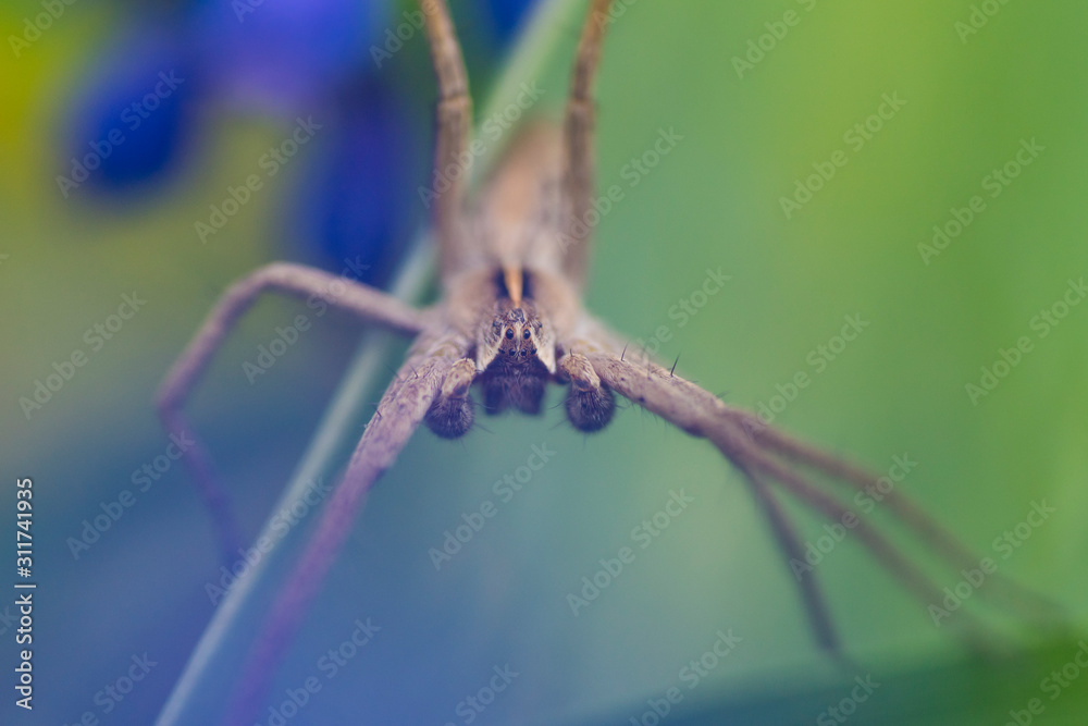 Spider that I found in the garden. Spider that I found in the garden.