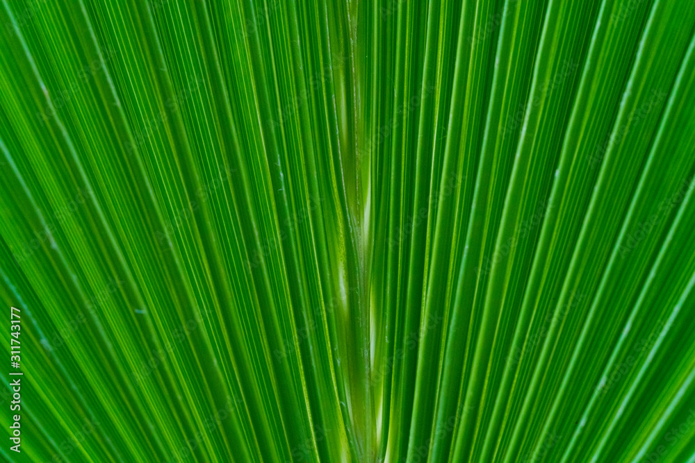Details of a green plant Details of a green plant