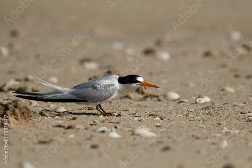 Sauders tern preening at Busaiteen coast, Bahrain photo