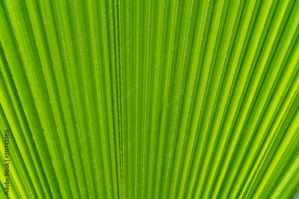 Details of a green plant Details of a green plant