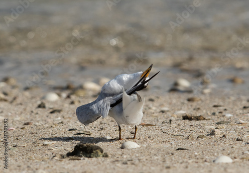 Sauders tern preening at Busaiteen coast, Bahrain photo