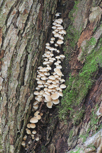 Psathyrella cernua, a brittlestem fungus growing on live lime tree in Finland