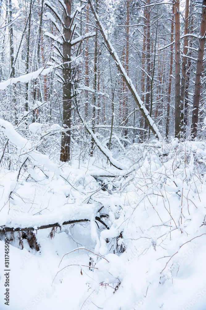 Fototapeta premium Beautiful winter in pine forest. Winter lanscape with heavy snowfall.
